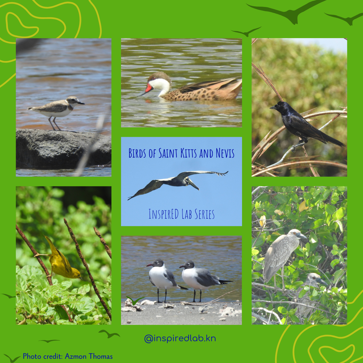 Birds of SKN photo 1